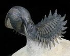 Arched Crotalocephalina Trilobite #39790-3